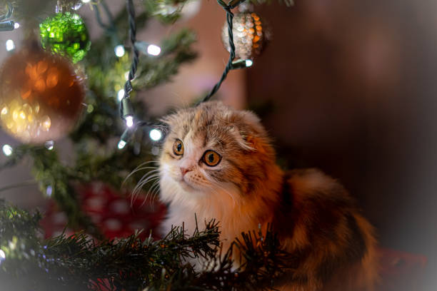istock Cat Scottish Fold Holiday Christmas Beautiful Pose Watching Ornaments Kitten Cute 1471712072