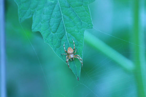 istock spider in my garden 1471715689