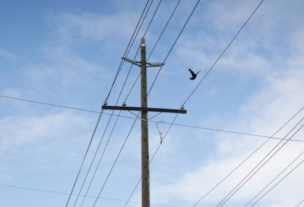 istock Crow Flies from a Telephone Pole in Canada 1471716847