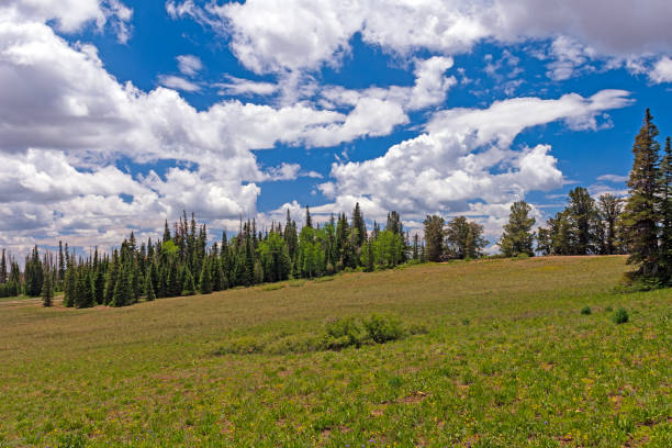 istock Mountain Meadow on a Sunny Summer Day 1471720579