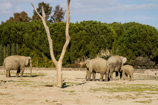istock Back View Of Elephant Family 1471720802