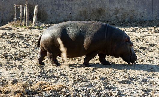 Walking Hippopotamus