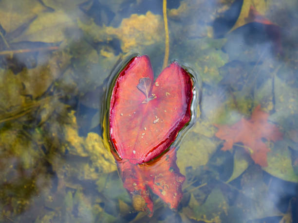 istock Water lilies in the pond water 1471722599