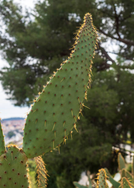 istock Prickly pear cactus in the botanical garden 1471722619