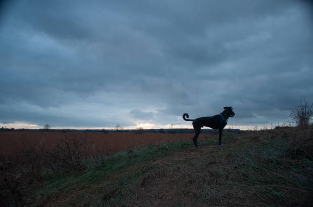 istock A grassy trail with a Great Dane at dusk 1471722785