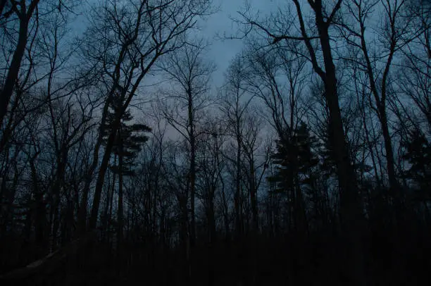 Photo of A silhouetted Forest Trail at dusk