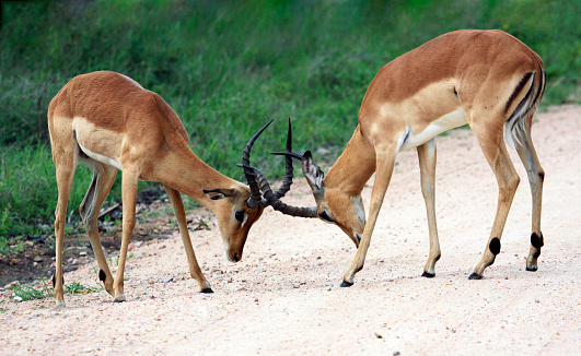 Young males of wild impala try their hand at butting horns. Establishing hierarchy in herd of African impala antelopes by means of clash of horns.