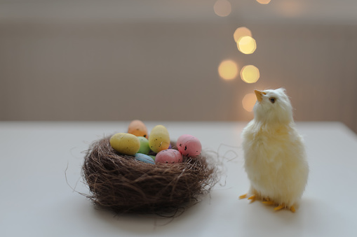 Easter composition with colorful eggs in nest, chicken on white background. Banner. Copy space