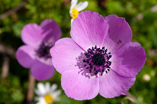 Colorful anemone flowers blooming with the arrival of spring
