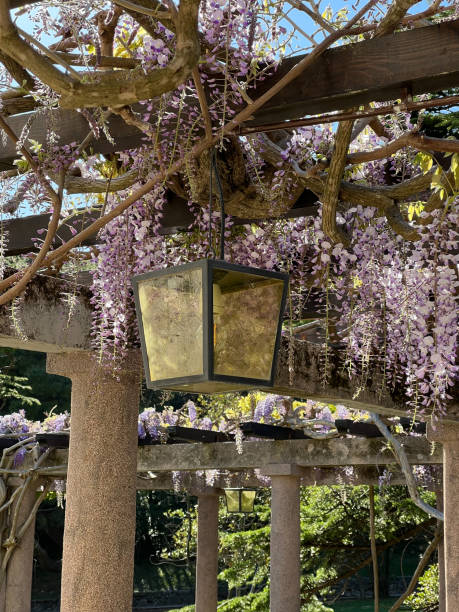 istock Lantern on a pergola with columns entwined with lilac wisteria 1471726663