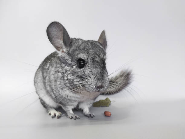 Long-tailed chinchilla rodent Gray long-tailed chinchilla rodent close-up on a light background. Pet activity chinchilla lanigera stock pictures, royalty-free photos & images