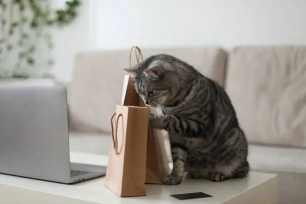 Photo of A gray tabby cat looking at craft paper bags at home. Delivery, Shopping concept, environmental protection, zero waste.