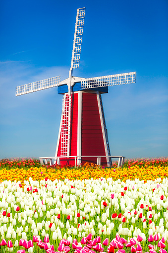 Flores and windmills are a masterpiece in Netherlands