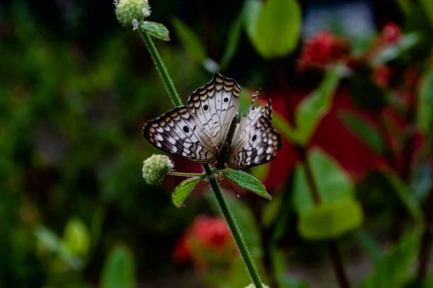 istock Anartia jatrophae 2 1471733646