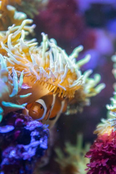 istock Cute tiny clown fish hiding in an anemone under water reef 1471733938