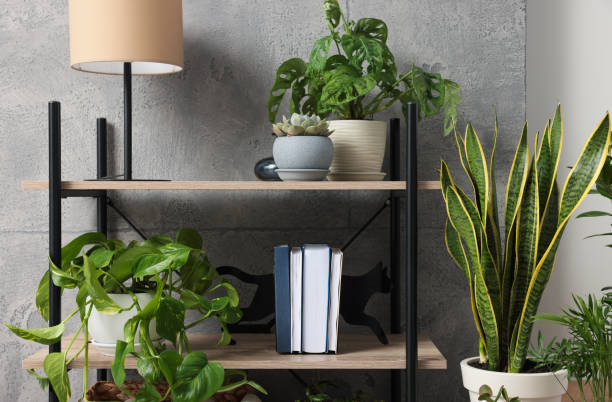 istock Shelving unit with beautiful house plants indoors. Home design idea 1471734316