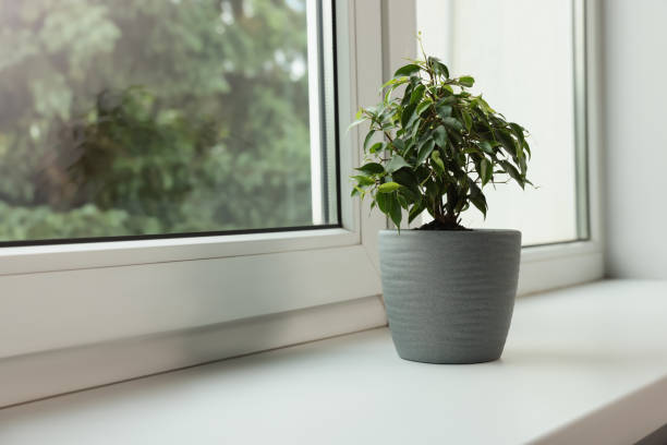 istock Ficus in pot on windowsill indoors, space for text. House plant 1471734318