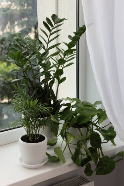 istock Different potted green houseplants on windowsill indoors 1471734353