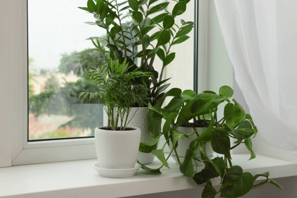 istock Different potted houseplants on windowsill indoors, space for text 1471735269
