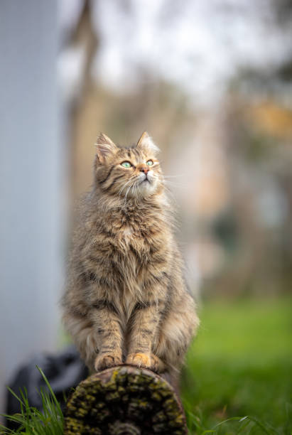 istock Portrait of tabby stray cat. 1471735833