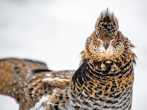 Close up view of a male ruffed grouse (Bonasa umbellus) against a plain snow background