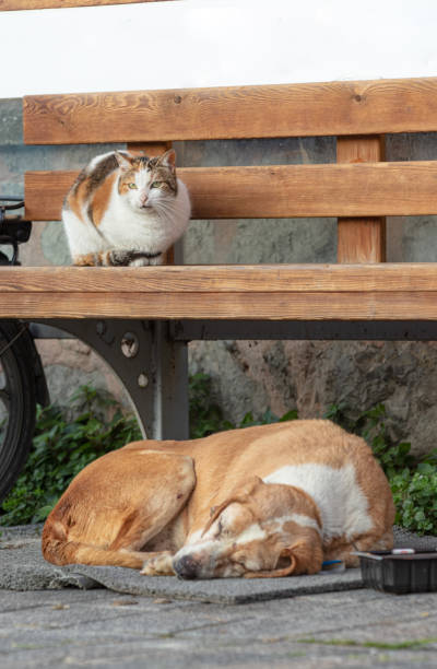 istock Cat and dog friendship 1471739203