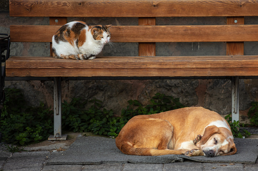 Stray dog ​​and stray cat are standing together in the middle of the street.