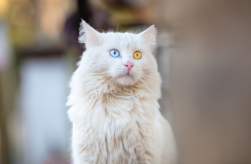 Portrait of amazement Abyssinian cat with big eyes stare surprized isolated on white Background, front view