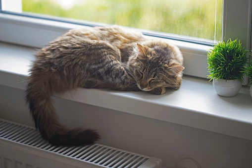 Domestic cat by the window