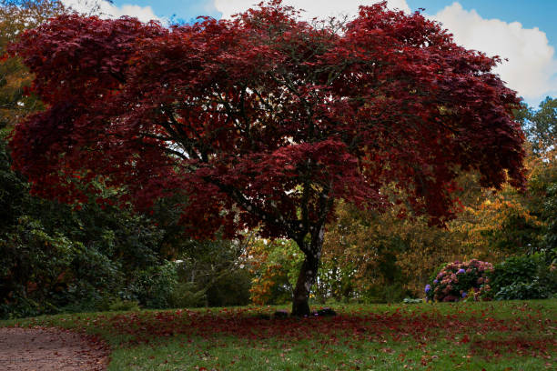istock Red tree in the garden, Stourhead, England 1471743195