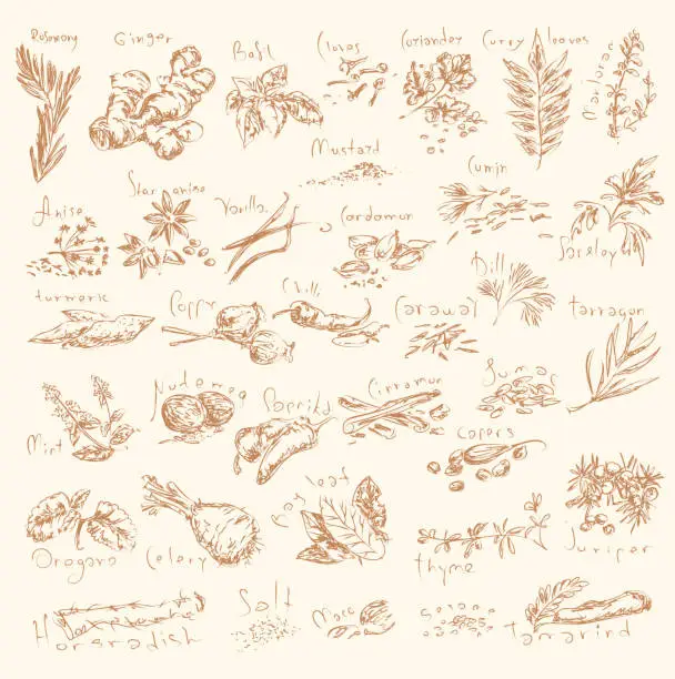 Vector illustration of Herbs and spices collection