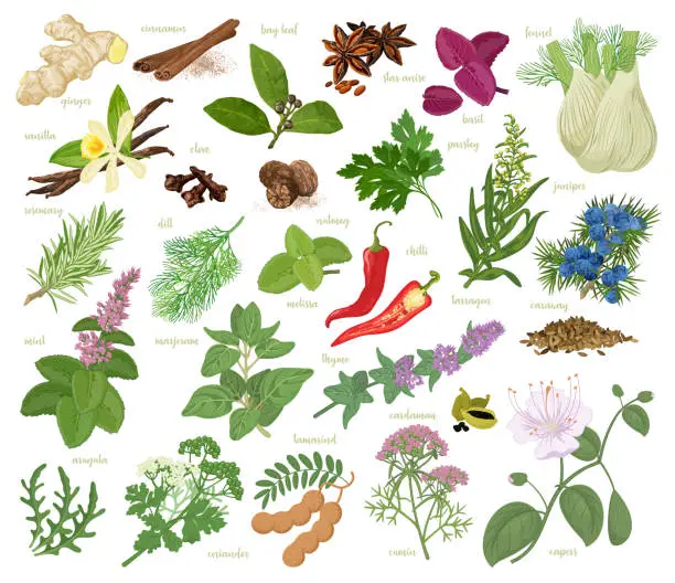 Vector illustration of Herbs and spices collection