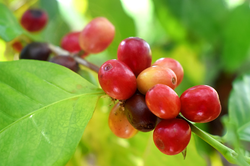 Selective focus of raw coffee cherry fruits on  bokeh light and green nature-blurred background. Organic Arabica coffee in the plantation at Countryside of Thailand.