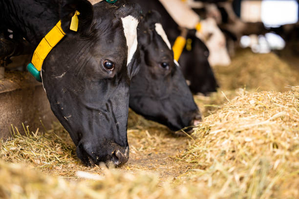 vista de perto de vacas negras comendo na fazenda. - ayrshire cattle cow husbandry cattle - fotografias e filmes do acervo