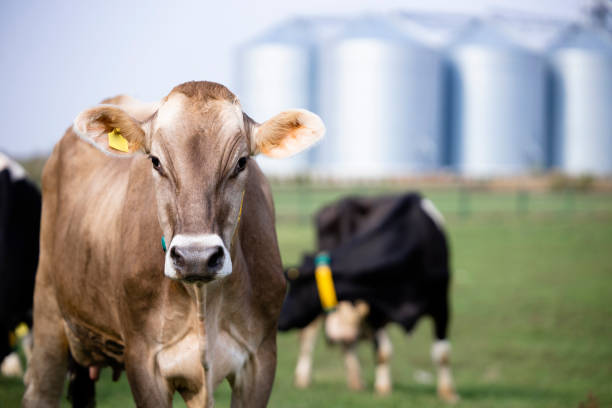istock Heard of cows and farm silos in background. 1471744166