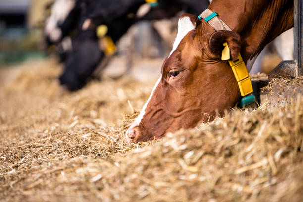 diário de vacas comendo na moderna fazenda de gado livre. - ayrshire cattle cow husbandry cattle - fotografias e filmes do acervo
