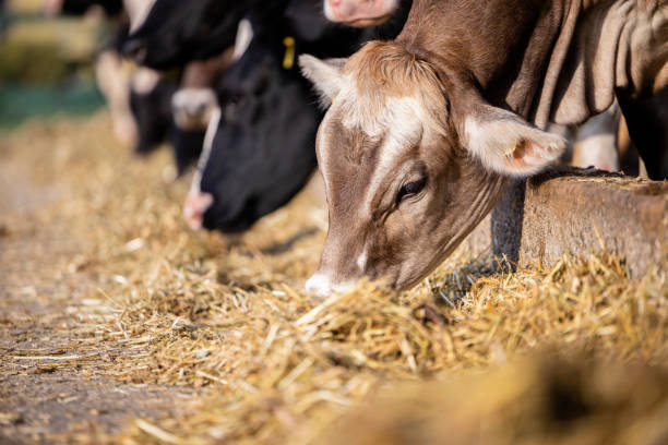 vacas comendo comida na fazenda. - ayrshire cattle cow husbandry cattle - fotografias e filmes do acervo