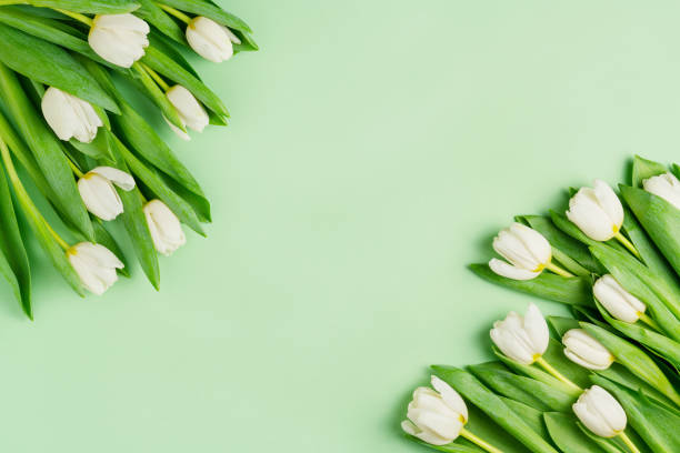 明るい緑の背景に白いチューリップ。緑の葉を持つ天然の生花。春休みエコ構成。母の日または女性の日のコンセプト。咲く季節の平坦な横たわり。平面図、コピー用スペース