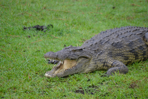 A nile crocodile by the banks of the Kwando river.