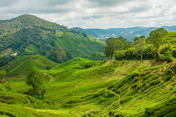 istock Terraced tea fields of Cameron Highlands in Malaysia 1471744909