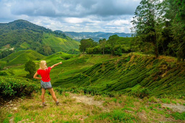 istock Terraced tea fields of Cameron Highlands in Malaysia 1471744915