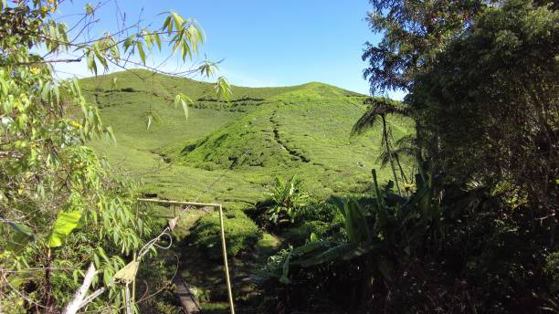 istock BOH Tea Centre Cameron Highlands in Malaysia 1471750522