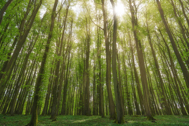 istock beautiful german beech forest, green mystic landscape with beech trees in a forest in summer, sunbeams pour through trees in forest, germany, island Rügen, Jasmund National Park 1471751882