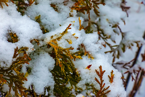 Close-up of the branches of the conifer Thujopsis dolabrata. The evergreen tuevik is covered with snow.