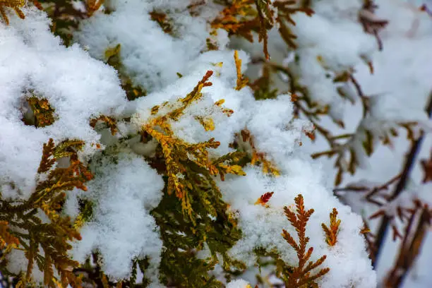 Photo of Close-up of the branches of the conifer Thujopsis dolabrata. The evergreen tuevik is covered with snow.