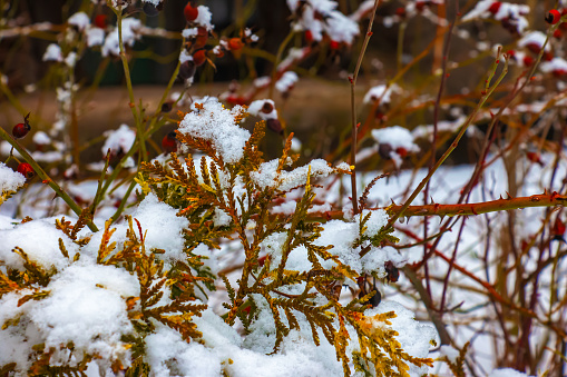 Close-up of the branches of the conifer Thujopsis dolabrata. The evergreen tuevik is covered with snow.