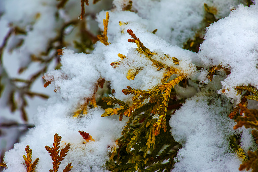 Close-up of the branches of the conifer Thujopsis dolabrata. The evergreen tuevik is covered with snow.