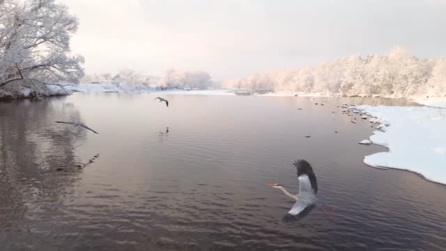Early morning slow motion flight over snowy lake as swans fly away 4k