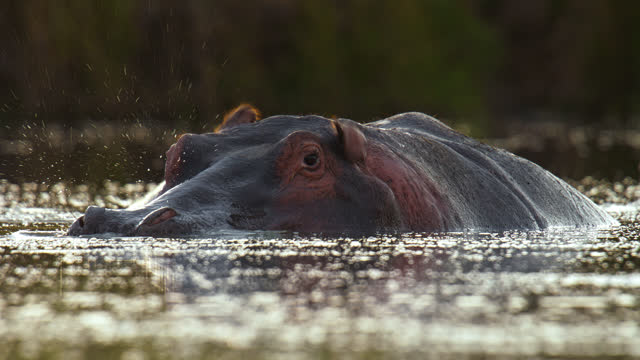 Close up hippo swimming,submerged in water on nature reserve