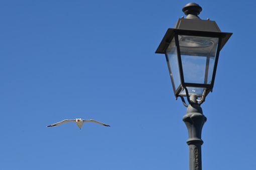 Gabbiano in volo vicino ad un lampione del centro abitato